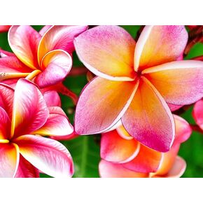 Diamond Art Painting Hawaiian Frangipani Hawaii Plumeria Blooming Flowers Kit for Adults Full Round Drill Diamond Art Painting by Number Kits Gem Art Wall Home Decor(11.8 x15.8inch)