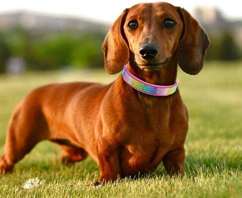Rhinestone Bling Leather Dog Collar and Leash Set, Cute Dazzling Sparkling Soft Velvet Dog Cat Collar Crystal Diamond Puppy Collar (S, Hot Pink1) in Kuwait