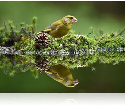 نيكون - عدسة AF-S NIKKOR مقاس 200-500 مم وببؤرة f/5.6E ED VR، عدسة تكبير مقربة فائقة (20058) + طقم فلتر + حافظة للغطاء + طقم تنظيف in Saudi Arabia