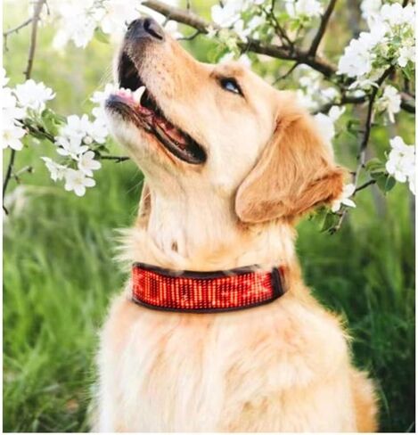 RGB Led Dog Collar for App Programmable Text Flashing Light Up Cosplay Accessories- USB Rechargeable Hand and Leg Rings Cat Digital Pet Collar Weatherproof Fits for Small Medium Dog (Full Color) in Saudi Arabia