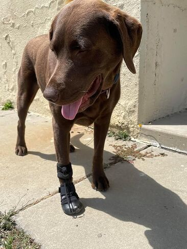 WALKABOUT™ Toe'sUP No Knuckling Boot Brace for Dogs Dragging Paws | Corrective Dog Shoes to Safely Lift Toes in Kuwait