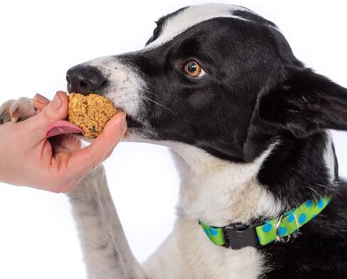 PB & J Sandwich Soft Chew Dog Treats ، 6 أوقية. in Kuwait