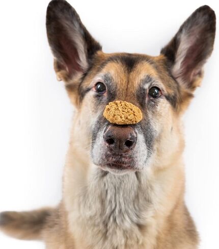 PB & J Sandwich Soft Chew Dog Treats ، 6 أوقية. in Kuwait