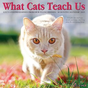 Willow Creek Press What Cats Teach Us Monthly 2025 Wall Calendar (12" x 12")