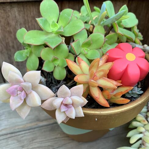 بتلات الفرامل Moxi - سدادات إصبع القدم التزلج على الأقطاب المطاطية - زوج in Kuwait