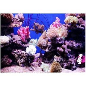 Huhushop Aquarium Background,HD Ocean Seabed Coral Wallpaper 3D Effect, Adhesive Underwater World Backdrop Wall Decoration for Fish Tank(61x41cm)