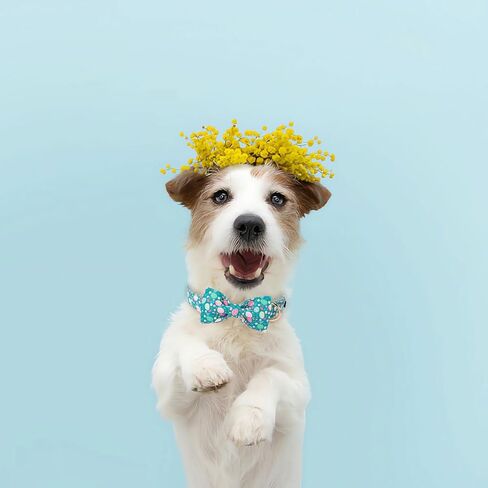 Lionet Paws Easter Green Dog Collar,Eggs Dog Collar for Small Dogs, Adjustable Cotton Flower Pet Puppy Collars for Small Dogs in Saudi Arabia