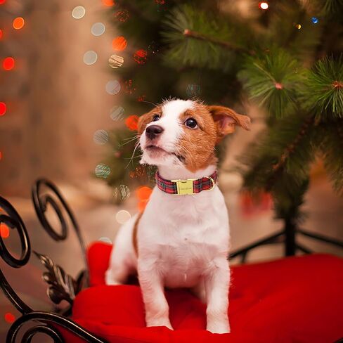 Unique Style Paws Christmas Dog Collar Plastic Buckle with Pendant Red Scottish Grid Cotton Puppy Collars for Small Medium Large Dogs in Saudi Arabia