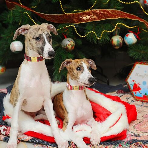 Unique Style Paws Christmas Dog Collar Plastic Buckle with Pendant Red Scottish Grid Cotton Puppy Collars for Small Medium Large Dogs in Saudi Arabia