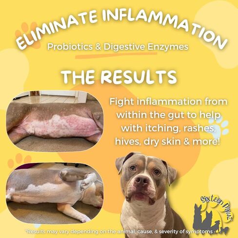 Probiotics, Prebiotics, & Digestive Enzymes for Dogs| Limited Ingredients| Organic |Digestive Support |Allergy Relief |Immune Support| Reduces Inflammation| Diarrhea & Gas Relief in Kuwait
