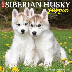 Willow Creek Press Siberian Husky Puppies Monthly 2025 Wall Calendar (12" x 12")