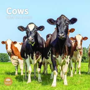 Bright Day Calendars 2025 Cows Monthly Wall Calendar - Cute Nature Photography Gift (12 x 12 Inch) in Kuwait