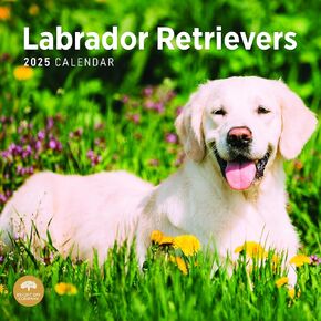 Bright Day Calendars 2025 Labrador Retrievers Monthly Wall Calendar - Cute Dog Breed Gift (12 x 12 Inch) in Kuwait