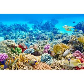 Under The Sea Aquarium Background Underwater Coral Reef Panorama Terrarium Background Various Tropical Fish Breeding Aquariums Fish Tank Backdrop Deep Sea Blue Ocean with Sunbeams Backdrop 36x18in