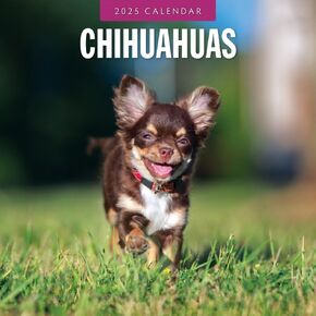 Red Robin 2025 Chihuahuas Monthly Wall Calendar | 12" x 24" Open | Premium Thick & Sturdy Paper | Hangable 12 Month Calendar | Plastic Free | 4 Month Transition Page for 2024