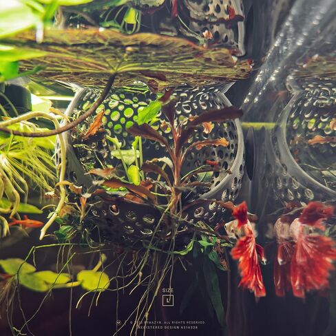 صالة الكهف، زخرفة حوض السمك المخبأ مع كوب شفط للبيتا والأسماك والروبيان للسباحة والاختباء والراحة - ديكور حوض السمك مع حامل نباتي (متوسط، أبيض شفاف) in Kuwait