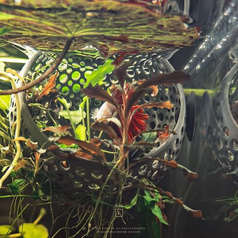 صالة الكهف، زخرفة حوض السمك المخبأ مع كوب شفط للبيتا والأسماك والروبيان للسباحة والاختباء والراحة - ديكور حوض السمك مع حامل نباتي (متوسط، أبيض شفاف) in Kuwait