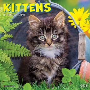 Willow Creek Press Kittens Monthly Mini 2025 Wall Calendar (7" x 7")
