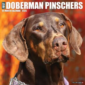 Willow Creek Press Doberman Pinschers Monthly 2025 Wall Calendar (12" x 12")