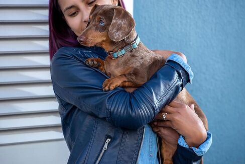 Rogz Urban Dog Collar X -Small - Turquoise Moon in Kuwait