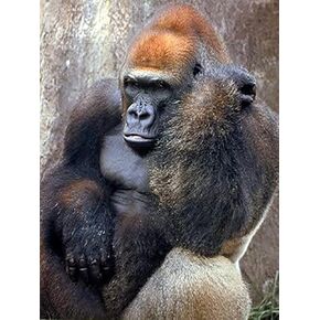 Moer Sky Diamond Painting Wild Animal Lowland Gorilla Monkey Kit للبالغين جولة كاملة عن الحفر الماس اللوحة الفنية بواسطة أرقام مجموعات جدار جدار المنزل ديكور المنزل 12x16 بوصة