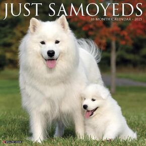 Willow Creek Press Samoyeds Monthly 2025 Wall Calendar (12" x 12")