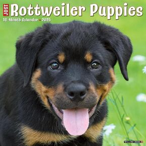 Willow Creek Press Rottweiler Puppies Monthly 2025 Wall Calendar (12" x 12")