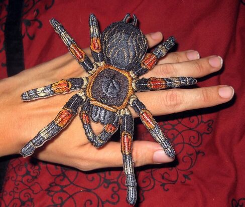 مكسيكي ريد الركبة الرتيرة Brachypelma smithii الحديد العنكبوت على رقعة زين in Kuwait