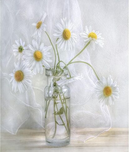 BOMUVI Paint by Numbers for Adults Beginner Paint by Numbers for Adults Daisy Paint by Number Kits Acrylic Painting White Flower Paint by Number Kits on Canvas Paint by Number Adults 16x20 in in Saudi Arabia