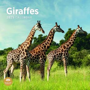Bright Day Calendars 2025 Giraffes Monthly Wall Calendar - Cute Nature Photography Gift (12 x 12 Inch)