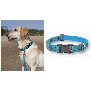LupinePet Originals 1" Turtle Reef 12-20" Adjustable Collar for Medium and Larger Dogs