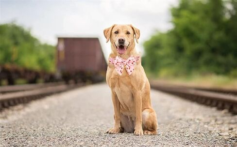 Bowtie Dog Collar Adjustable Soft Collars with Detachable Bow Tie and Metal Buckle for Small Medium Large Dogs,Lilac,Small in Saudi Arabia
