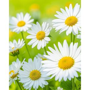 Xiyuekissu Diamond Art Kits,Spring Summer Seasonal Floral Flowers Daisies Paint by Numbers for Adults with 5D Diamond Art, Perfect for Home Decoration 12 * 16inch
