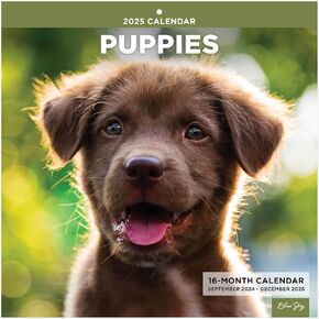 Blue Sky 2025 Devinative Monthly Wall Calendar ، 12 "× 12" ، يناير 2025 - ديسمبر 2025 ، كتل يومية كبيرة ، تدبيس مع الطباعة المزدوجة ، الجراء (الجراء - 2025 ، 12 "× 12") in Kuwait