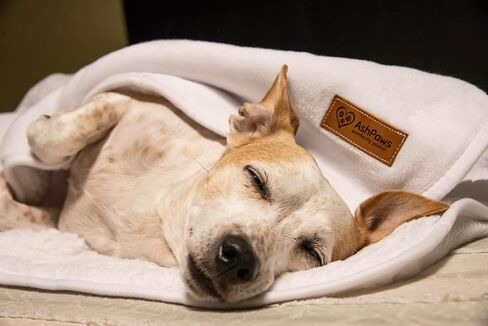 Soft Cozy Pet Blanket for Cats & Dogs | Water-Repellent, Perfect for Snuggling Furry Family Comfort | 35 in X 55 in in Saudi Arabia