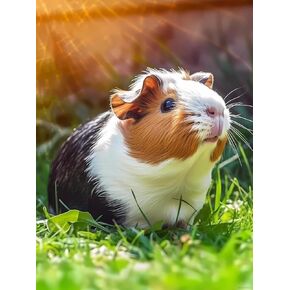5D Grassland Sunshine Guinea Pig Diamond Painting for Adults, DIY Diamond Painting Kit Full Round Diamond DIY Painting Kit Home Wall Decor Personalised Gift 12x16 Inch