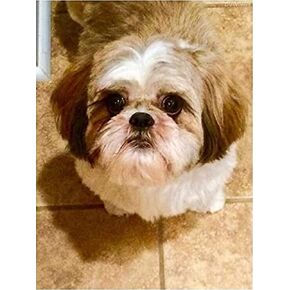 DVWIVGY 5D Dog Diamond Painting Kits for Adults Kids Beginners Full Drill Diamond Painting by Number Kits Shih Tzu Dog Gift Home Wall Decor 12x16 inch