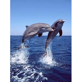 Diamond Painting Kits for Adults, Dolphins in The Ocean Round Full Drill Diamond Painting Kits, 5D DIY Diamond Painting by Number Kits Diamond Art Kits for Home Wall Decor 12x16 inch