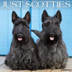 Scotties 2025 12" x 12" Wall Calendar