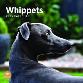 Bright Day Calendars 2025 Whippets Monthly Wall Calendar - Cute Dog Breed Gift (12 x 12 Inch)