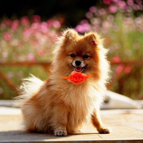 6 Pcs Dogs Collar Flowers Bows for Small Dogs Kittens Three Flowers Glued to Elastic Collars Adjustable Puppy Collar Flowers Party Grooming in Saudi Arabia
