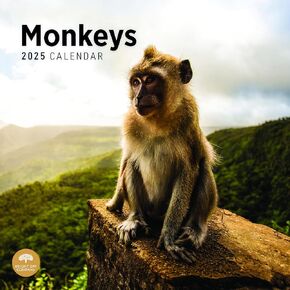 Bright Day Calendars 2025 Monkeys Monthly Wall Calendar - Cute Nature Photography Gift (12 x 12 Inch)