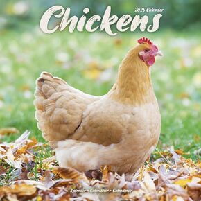 2025 Chickens Wall Calendar, 12X12, Avonside Publishing