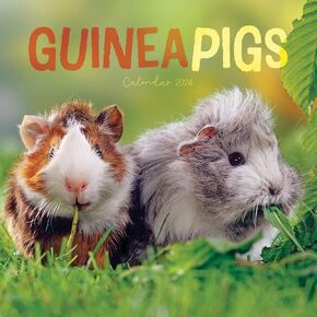 2024 Guinea Pigs Mini Wall Calendar