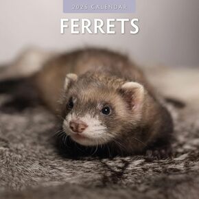 Red Robin 2025 Ferrets Monthly Wall Calendar | 12" x 24" Open | Premium Thick & Sturdy Paper | Hangable 12 Month Calendar | Plastic Free | 4 Month Transition Page for 2024