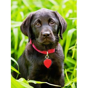 IPISSOI DIY by Number Diamond Painting Labrador Dog Black Round Full Diamond Cross Stitch Art kit Wall Decoration Gift 12 X 16 Inch