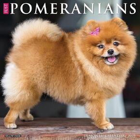 Willow Creek Press Pomeranians Monthly 2025 Wall Calendar (12" x 12")