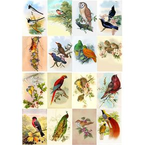 Decoupage Paper Pack (10sheets A4 / 8"x12") Amazing Birds FLONZ Vintage Paper