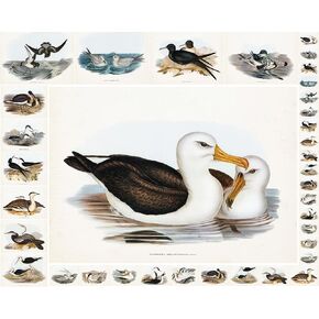 Decoupage Paper Pack (35 Sheets 6"x8") Illustrations of Seagulls, Ducks and Other Common Birds FLONZ Vintage Illustration Pictures Cards for Decoupage, Craft and Scrapbooking