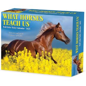 Willow Creek Press What Horses Teach Us Daily 2025 Box/Desk Calendar (5.86" x 4.72")